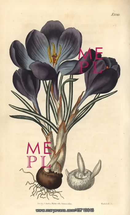 : Largest purple spring crocus, Crocus vernus : Largest purple spring crocus, Crocus vernus