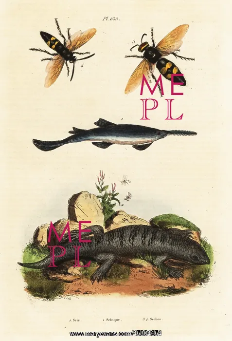  : Largetooth sawfish, skink and wasps