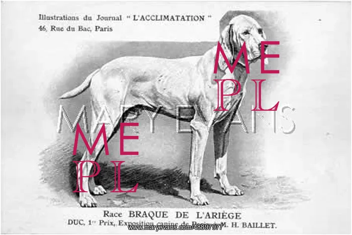 : De L'Ariege Dog : De L'Ariege Dog