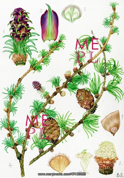 : Larix decidua : Larix decidua