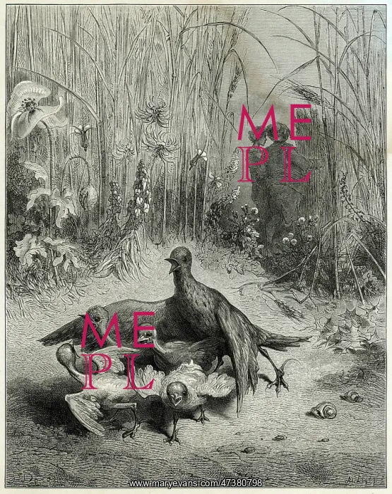 : Lark, Brood - Farmer : Lark, Brood - Farmer