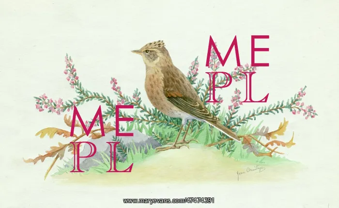  : Lark in Heather