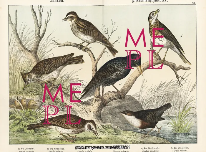 : Larks, starling, dipper, and song thrush : Larks, starling, dipper, and song thrush