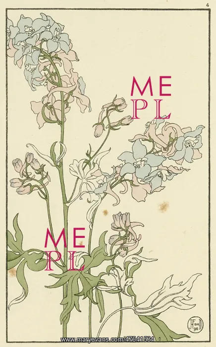 : Larkspur. Decorative flower study by Jeannie Foord, of a Larkspur : Larkspur. Decorative flower study by Jeannie Foord, of a Larkspur