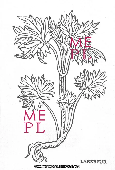 : Larkspur, Alchemy Plant : Larkspur, Alchemy Plant