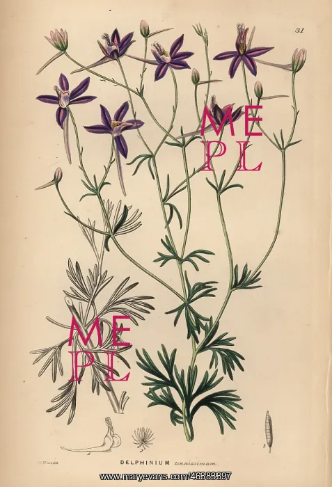 : Larkspur, Consolida tenuissima : Larkspur, Consolida tenuissima