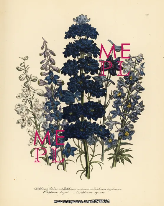 : Larkspur or Delphinium species : Larkspur or Delphinium species