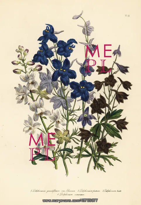 : Larkspur or Delphinium species : Larkspur or Delphinium species