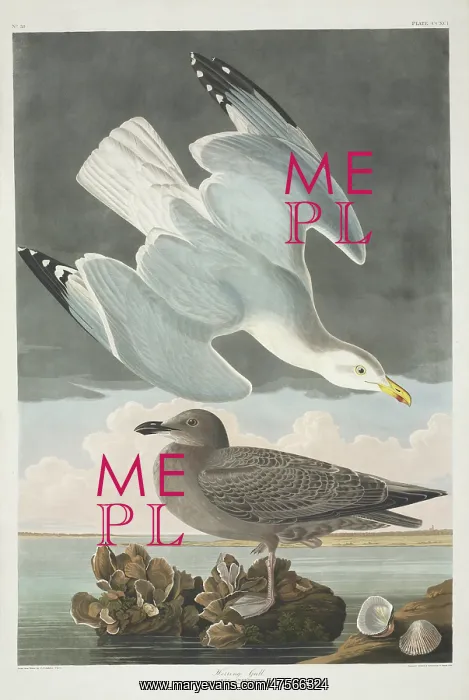 : Larus argentatus, herring gull : Larus argentatus, herring gull