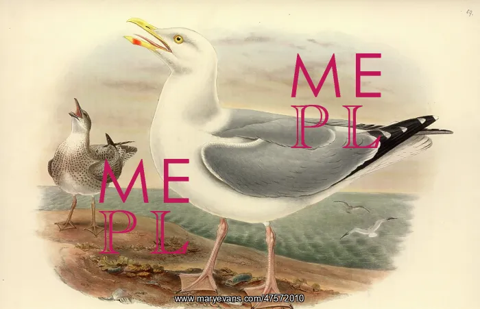 : Larus argentatus, herring gull : Larus argentatus, herring gull