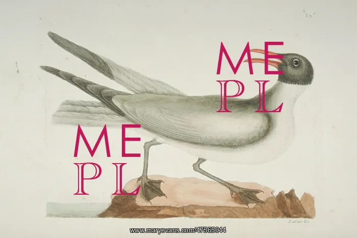 : Larus atricilla, laughing gull : Larus atricilla, laughing gull