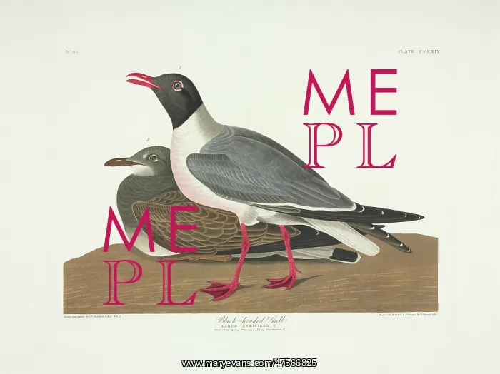 : Larus atricilla, laughing gull : Larus atricilla, laughing gull