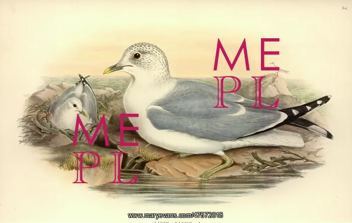 : Larus canus, mew gull : Larus canus, mew gull