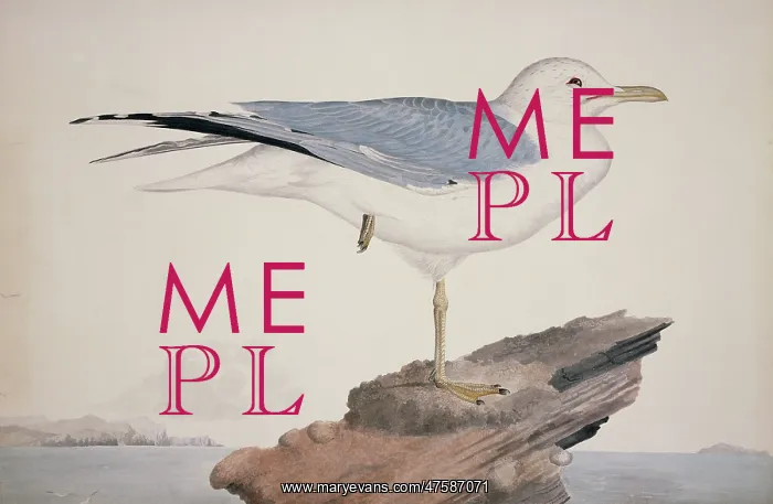 : Larus canus, mew gull : Larus canus, mew gull