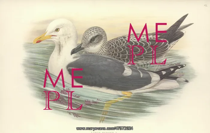 : Larus fuscus, lesser black-backed gull : Larus fuscus, lesser black-backed gull