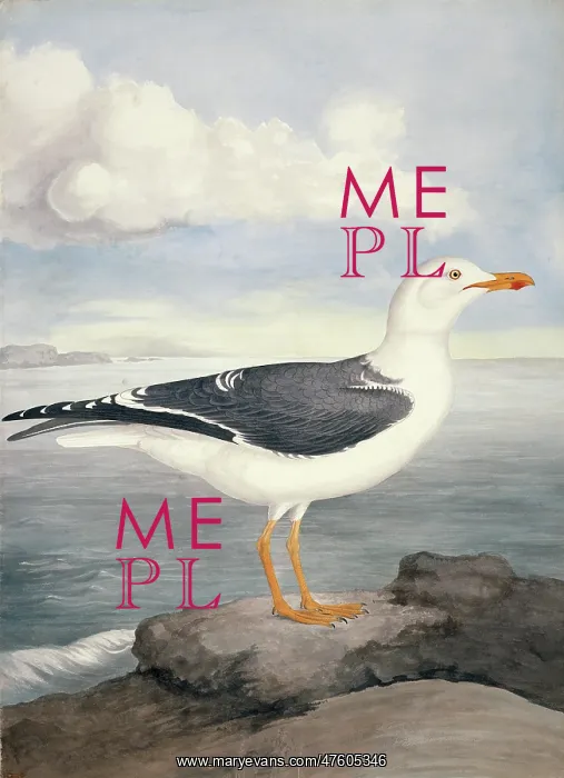 : Larus fuscus, lesser black-backed gull : Larus fuscus, lesser black-backed gull