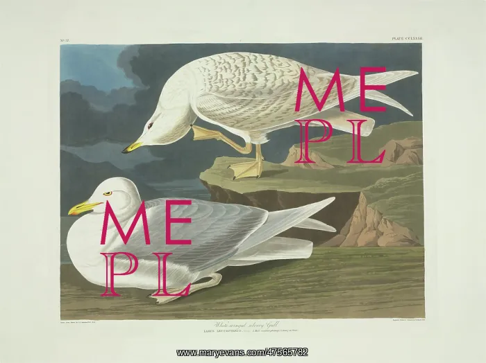 : Larus glaucoides, Iceland gull : Larus glaucoides, Iceland gull