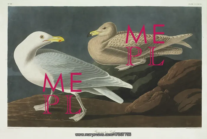 : Larus hyperboreus, glaucous gull : Larus hyperboreus, glaucous gull