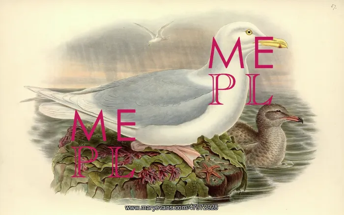 : Larus hyperboreus, glaucous gull : Larus hyperboreus, glaucous gull