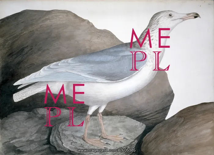 : Larus hyperboreus, glaucous gull : Larus hyperboreus, glaucous gull
