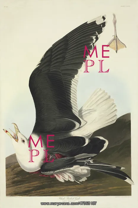 : Larus marinus, great black-backed gull : Larus marinus, great black-backed gull