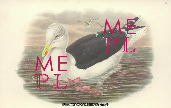 : Larus marinus, great black-backed gull : Larus marinus, great black-backed gull
