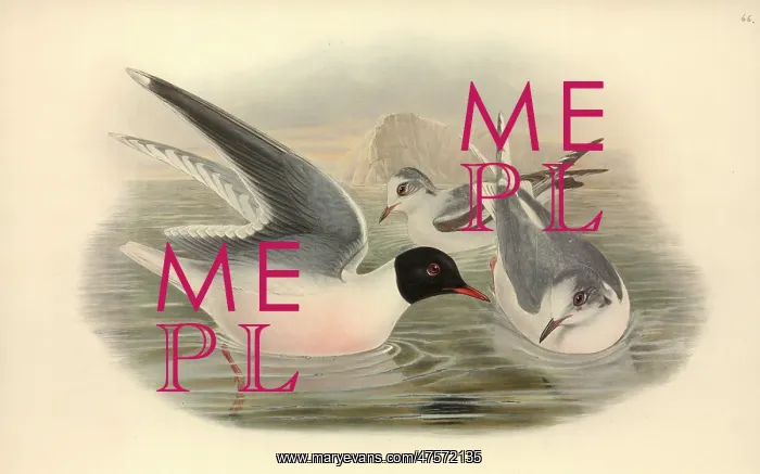 : Larus minutus, little gull : Larus minutus, little gull