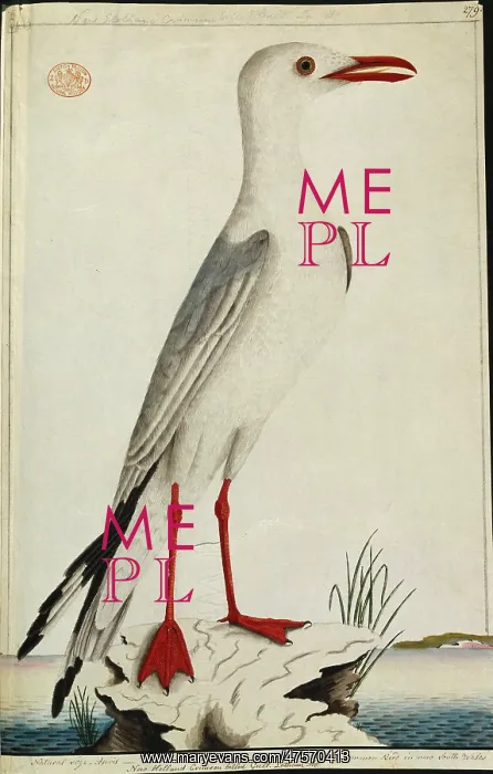 : Larus novaehollandiae, silver gull : Larus novaehollandiae, silver gull