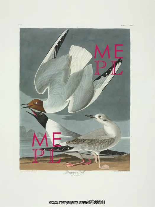 : Larus philadelphia, Bonaparte's gull : Larus philadelphia, Bonaparte's gull