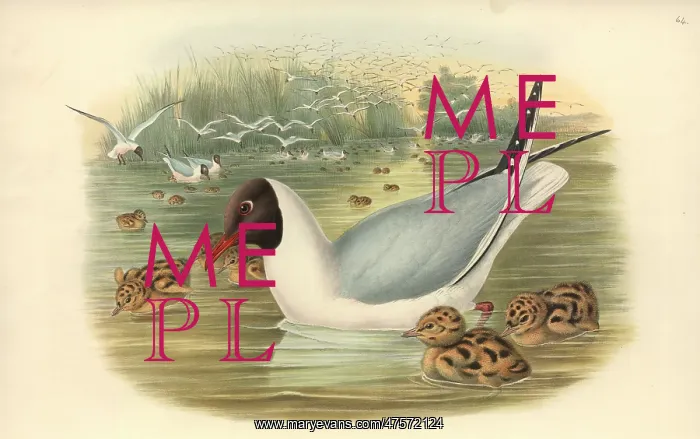 : Larus ridibundus, common black-headed gull : Larus ridibundus, common black-headed gull