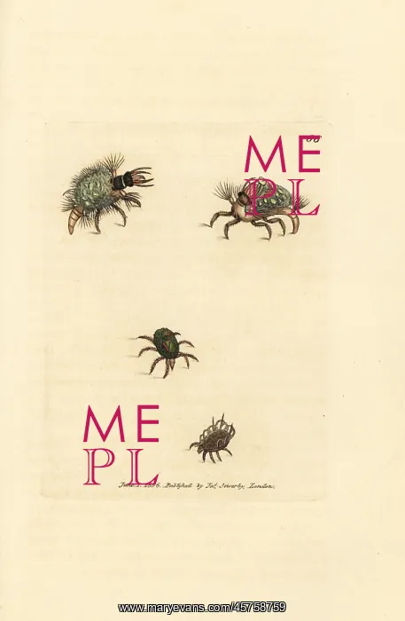 : Larva of the Hemerobius lacewing in lichen, and mites : Larva of the Hemerobius lacewing in lichen, and mites
