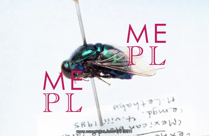 : Lasia sp. small-headed fly : Lasia sp. small-headed fly