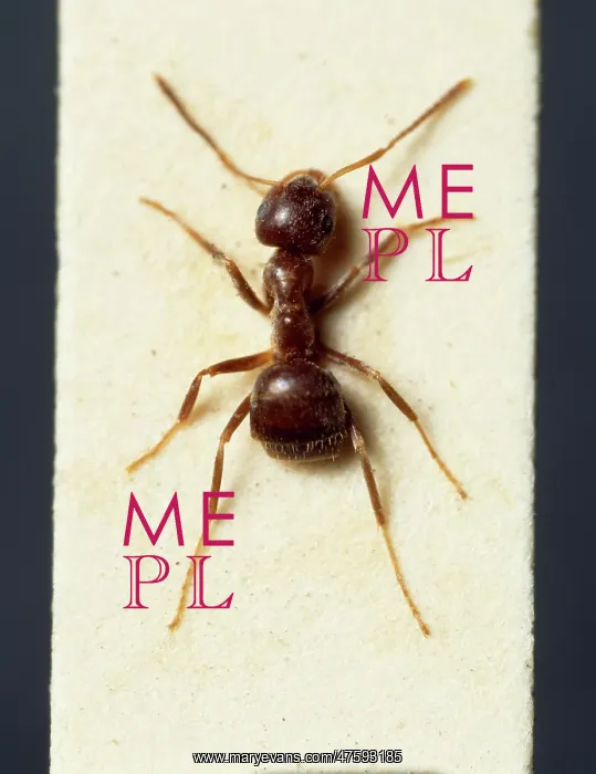 : Lasius niger, black garden ant : Lasius niger, black garden ant