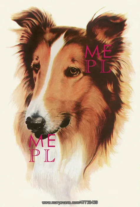 : Lassie the Dog : Lassie the Dog