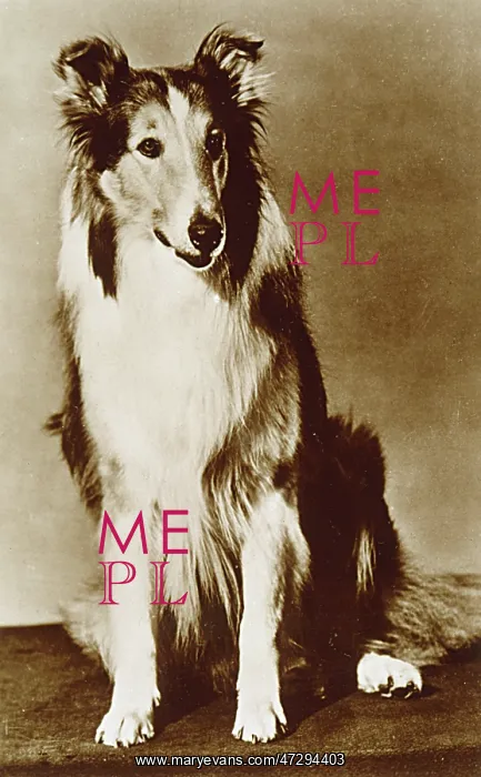 : LASSIE / MGM POSTCARD