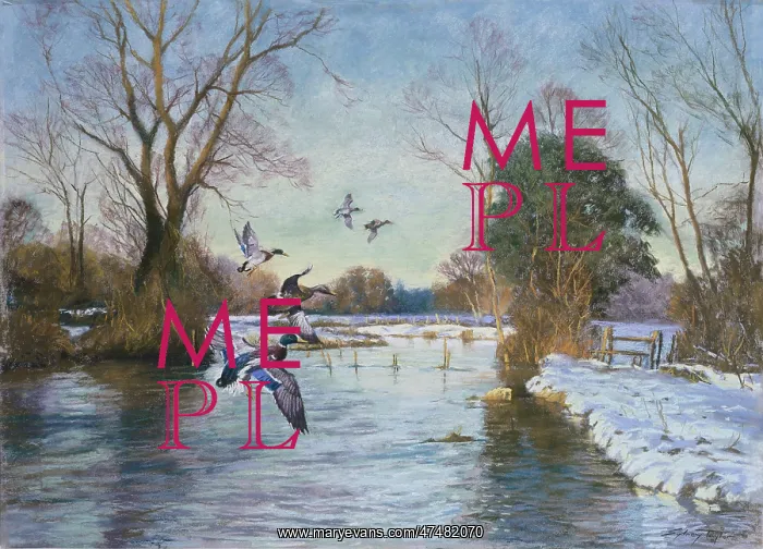 : Late Afternoon ' January ' Mallards : Late Afternoon ' January ' Mallards