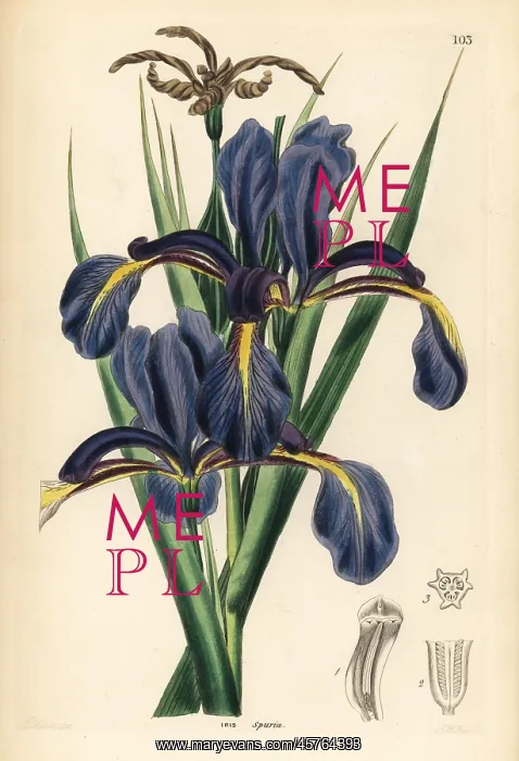 : Late-flowering blue iris, Iris spuria : Late-flowering blue iris, Iris spuria