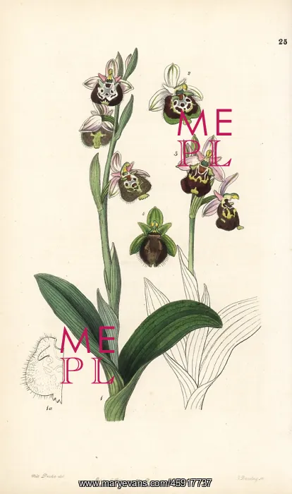 : Late spider-orchid or painted-lipped ophrys : Late spider-orchid or painted-lipped ophrys