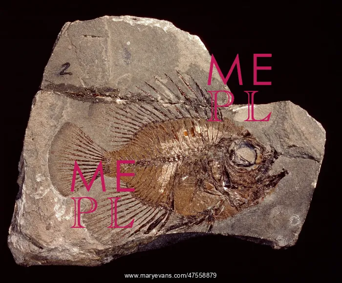: Lates gracilis, bony fish : Lates gracilis, bony fish