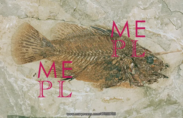 : Lates gracilis, bony fish : Lates gracilis, bony fish
