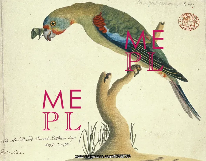 : Lathamus discolor, swift parrot : Lathamus discolor, swift parrot