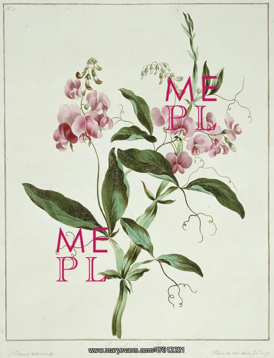 : Lathyrus latifolius, everlasting pea : Lathyrus latifolius, everlasting pea