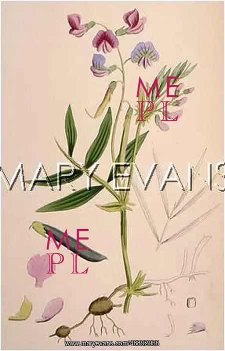 : LATHYRUS MACRORRHIZUS : LATHYRUS MACRORRHIZUS