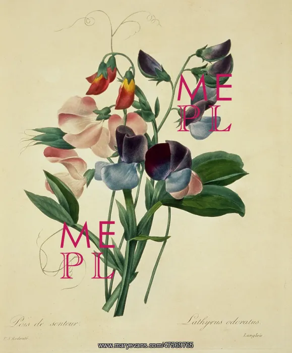 : Lathyrus odoratus, sweet pea : Lathyrus odoratus, sweet pea