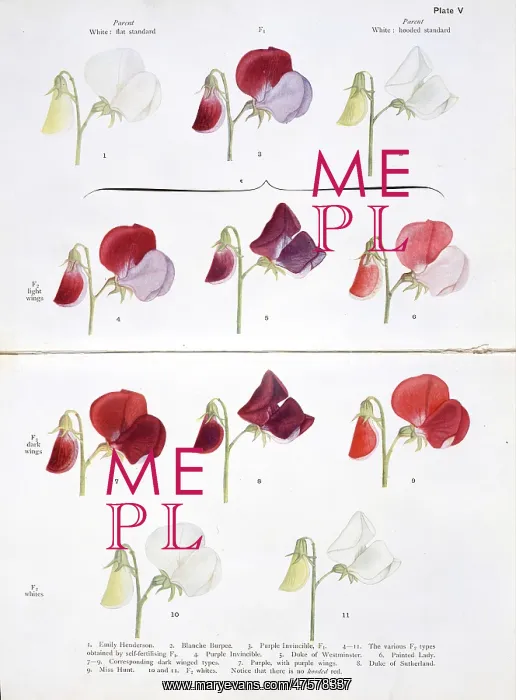 : Lathyrus odoratus, sweet pea : Lathyrus odoratus, sweet pea