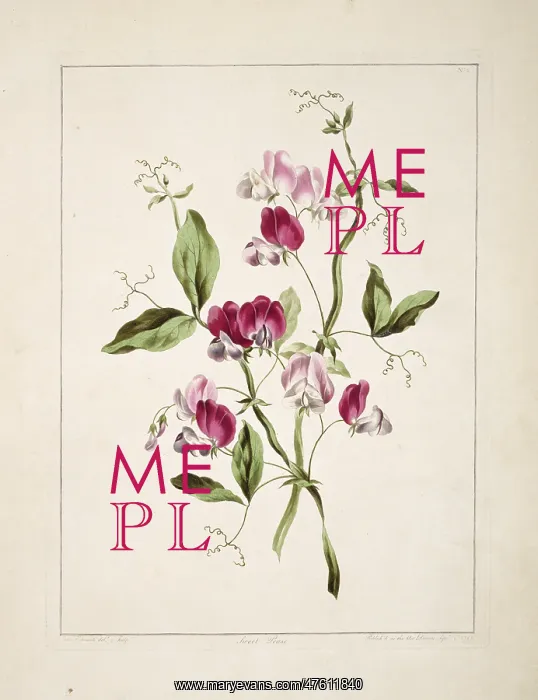: Lathyrus odoratus, sweet pea : Lathyrus odoratus, sweet pea