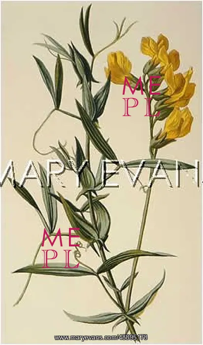  : LATHYRUS PRATENSIS