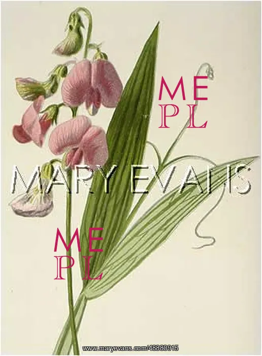  : LATHYRUS SYLVESTRIS