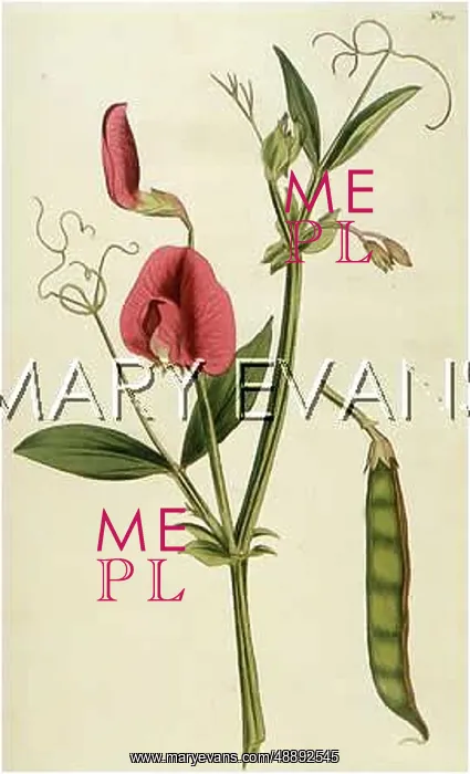  : LATHYRUS TINGITANUS