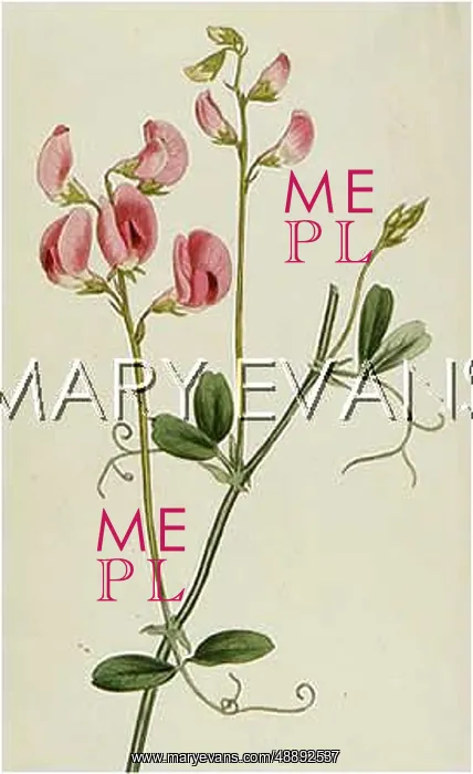 : LATHYRUS TUBEROSUS : LATHYRUS TUBEROSUS